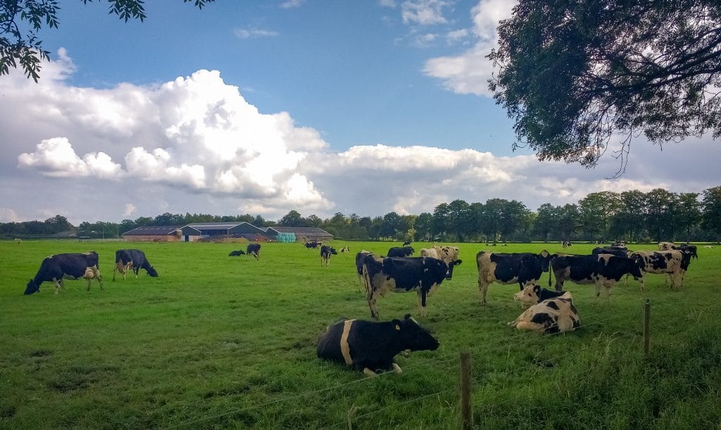 Koeien in een weiland