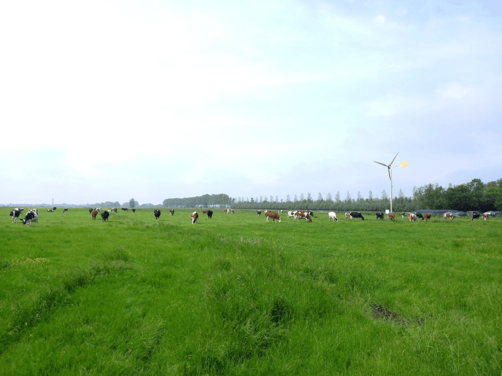 koeien en windmolen ontwikkelrichting 2